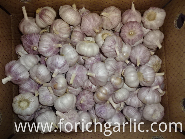 Normal White Garlic